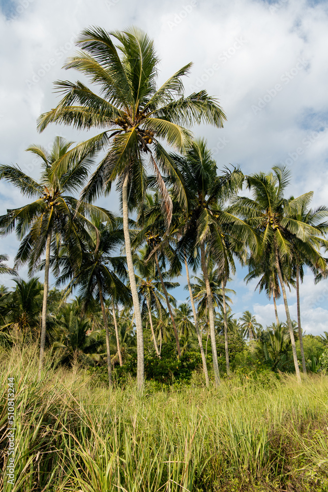 Palm trees in Sri Lanka