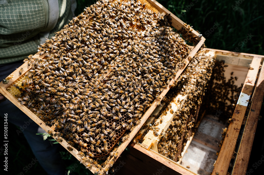 Imker bei der Arbeit in der freien Natur mit Honigwaben und Bienen Imker bei der Arbeit in der freien Natur mit Honigwaben und Bienen