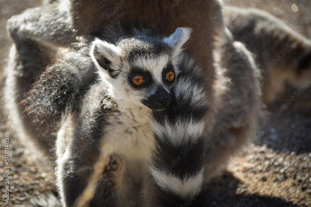 Obraz premium Baby of lemur kata in zoo. He is with his mom in their habitat.