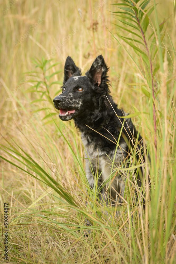 Puppy of mudi is sitting in the grass. She is so adorable and fluffy. Puppy of mudi is sitting in the grass. She is so adorable and fluffy.