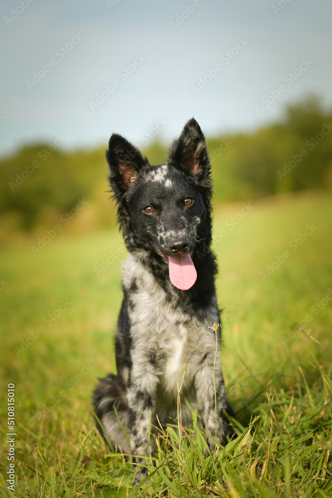 Fototapeta premium Puppy of mudi is sitting in the grass. She is so adorable and fluffy.