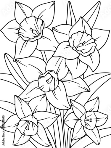 Narcissus flower, plant. Flower outline. Page outline of cartoon. 