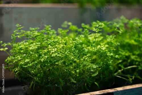 Close up of fresh pea microgreen sprouts © fotofabrika