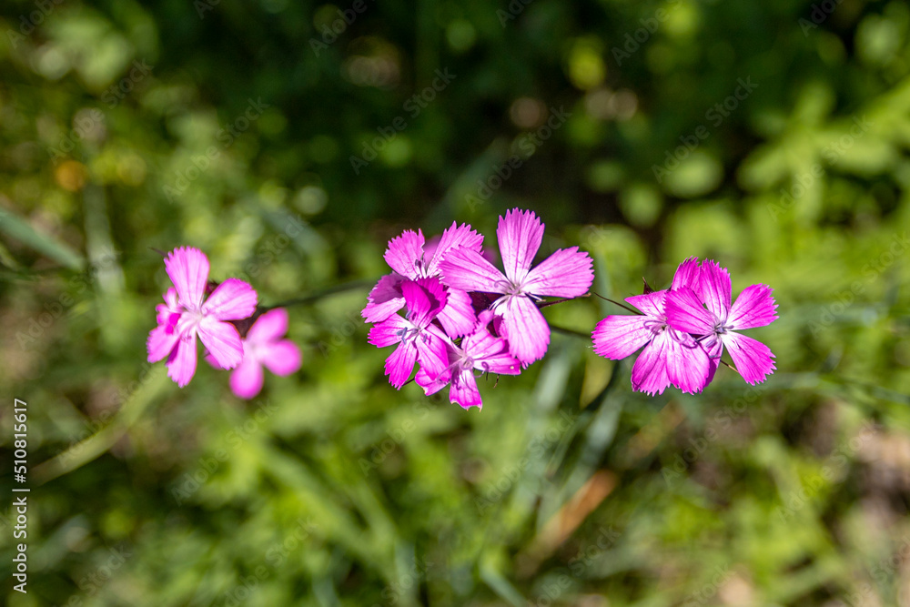 Lila pink flower on the green background, forest flower Lila pink flower on the green background, forest flower