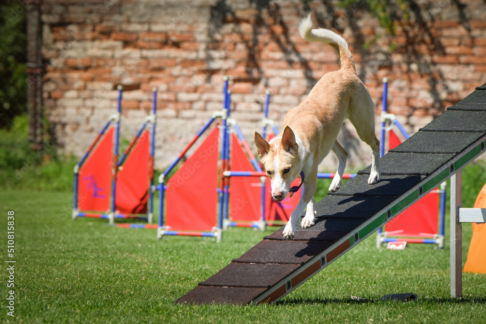 Dog in agility balance beam.  Amazing day on czech agility competition. They are middle expert it means A2.