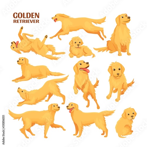 Golden retriever. Funny labrador baby pet, cute labradors sitting jump run dog sit cartoon adult and puppy retrievers doggy poses puppys running, set icon exact vector illustration