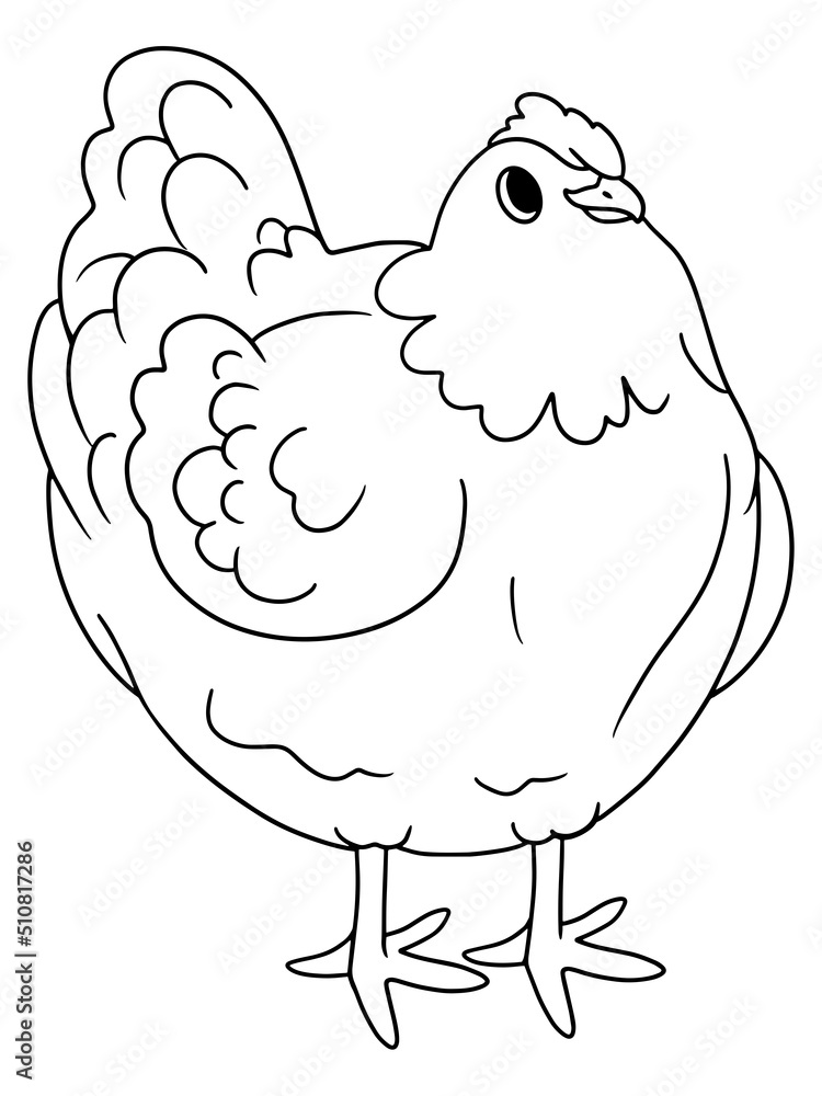 Agricultural poultry, chicken. Raster, children coloring book. Agricultural poultry, chicken. Raster, children coloring book.