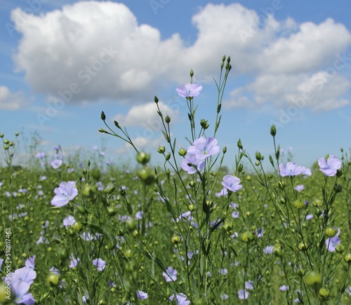 a flax plant with blue flowers closeup in a green flax field n the dutch countryside in springtime and a blue sky with white clouds