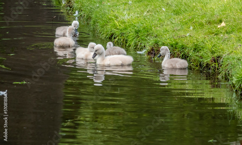 Schwanennachwuchs, Junge Schwäne photo