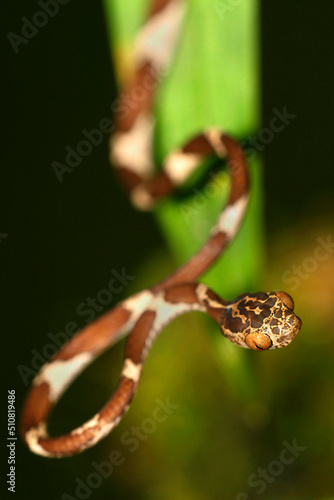 Blunthead Tree Snake, Imantodes cenchoa, Rainforest, Napo River Basin, Amazonia, Ecuador, America photo