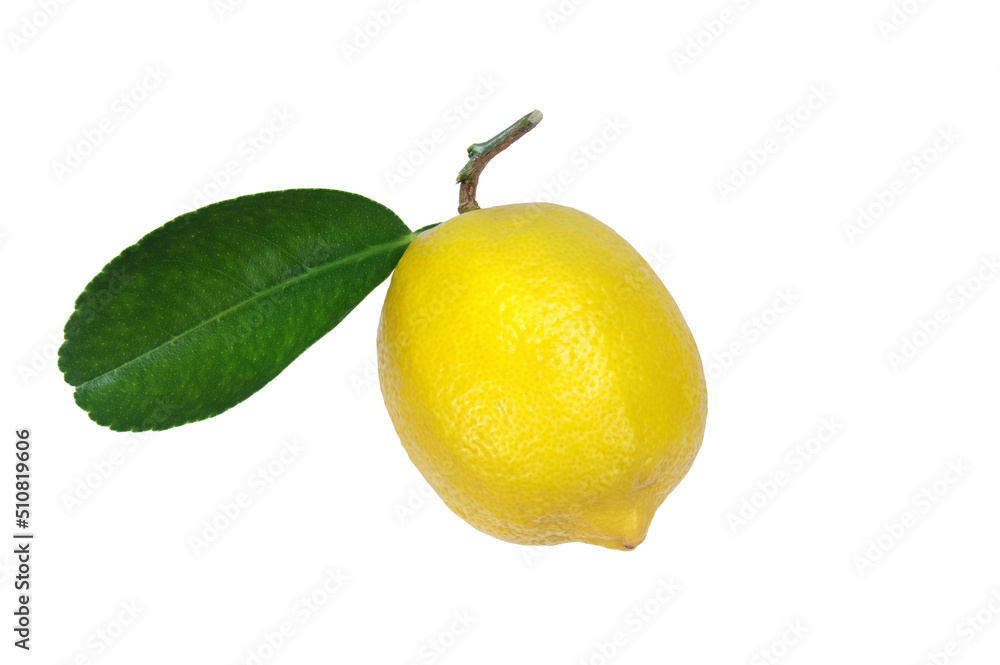 Lemon. One whole lemon isolated on white background