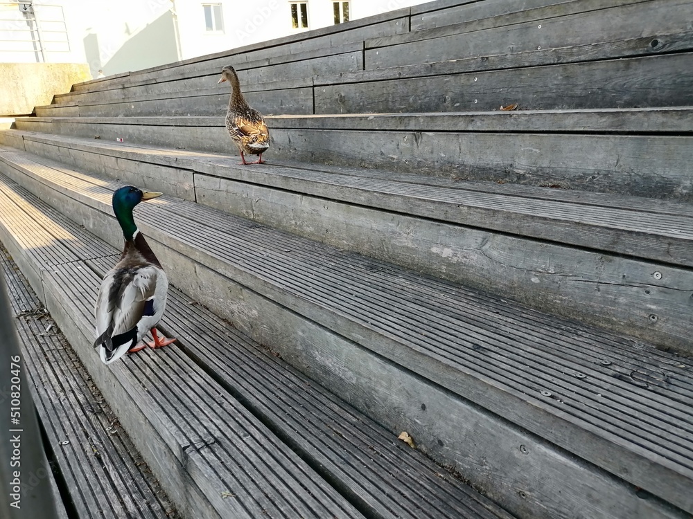 duck on the wooden stairs

