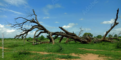 Beautiful forest sky background.