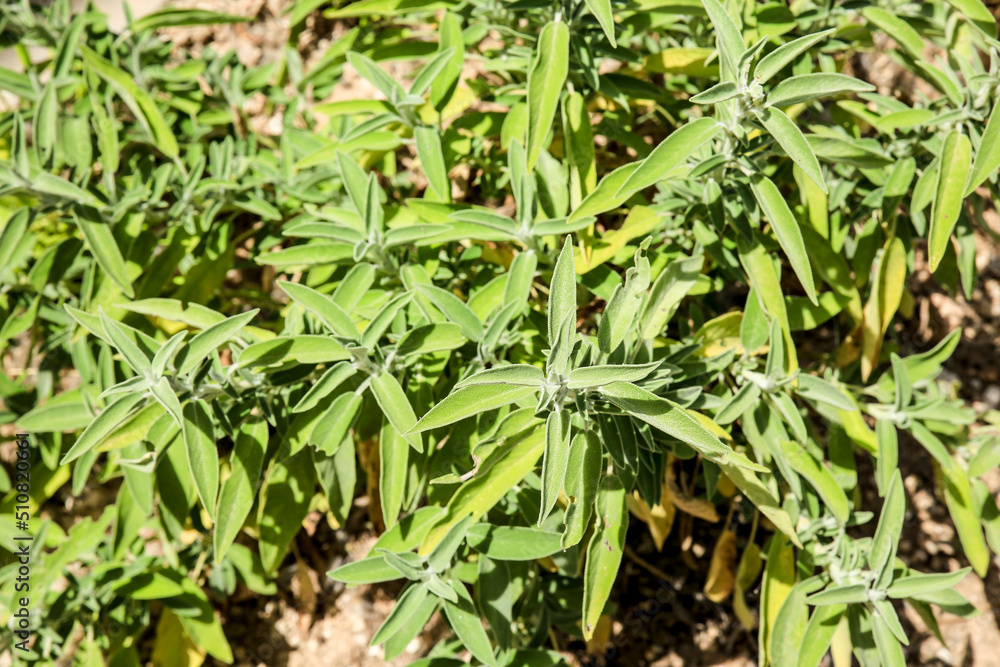 Beautiful Salvia Officinalis leaves texture Beautiful Salvia Officinalis leaves texture