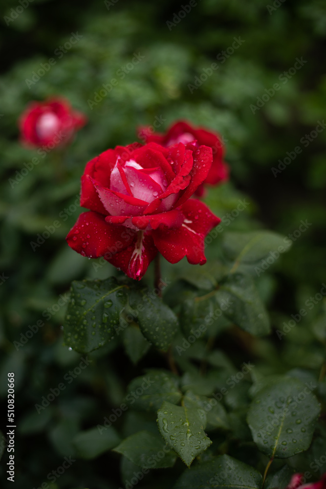 red roses covered with water droplets after a cool rain in the garden red roses covered with water droplets after a cool rain in the garden