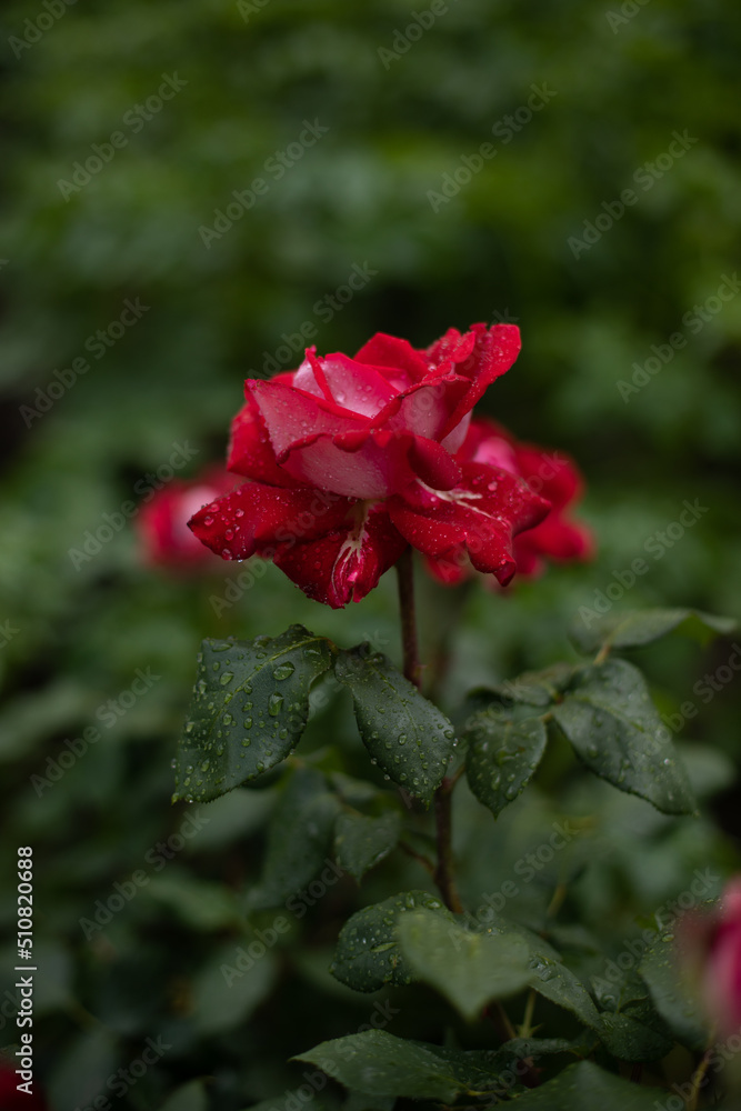 red roses covered with water droplets after a cool rain in the garden 