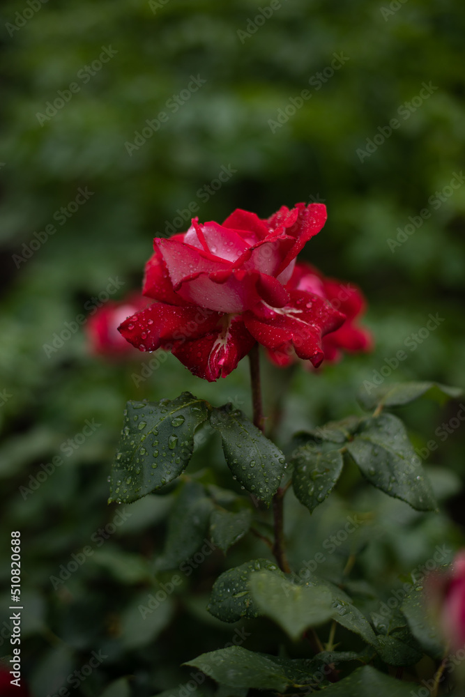 red roses covered with water droplets after a cool rain in the garden red roses covered with water droplets after a cool rain in the garden