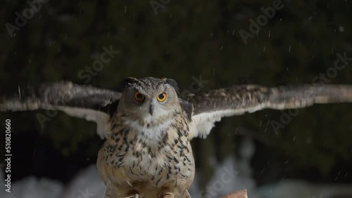Slow motion of big eurasian great horned eagle owl on leash flapping extended wings, flying, landing from flight, perching, balancing on branch pole, turning head back, snow falling in winter night.