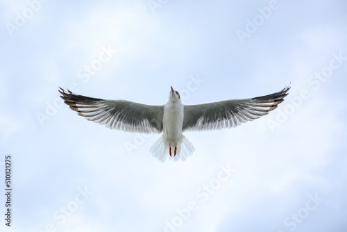 seagull in flight