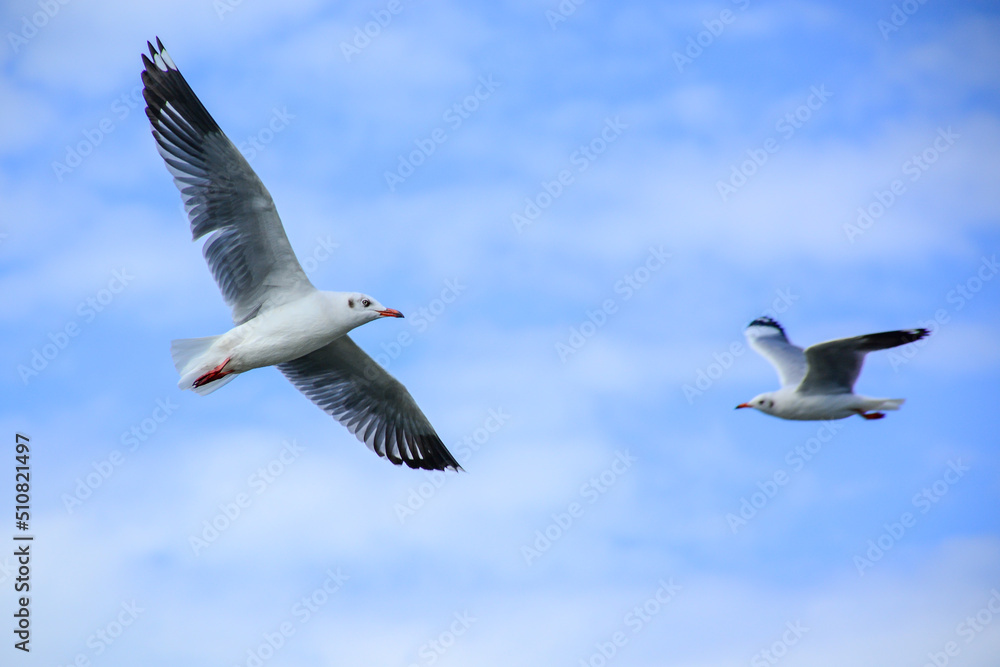 Obraz premium seagull in flight