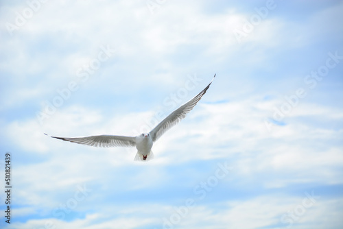 seagull in the sky