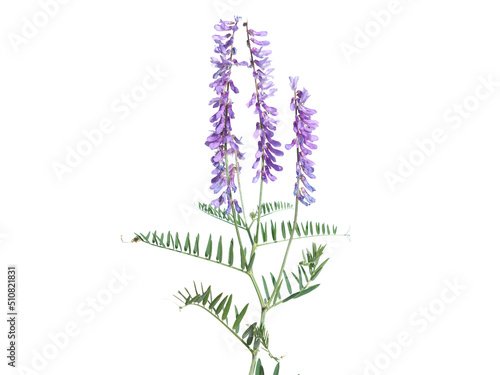 Purple flower of tufted vetch isolated on white photo