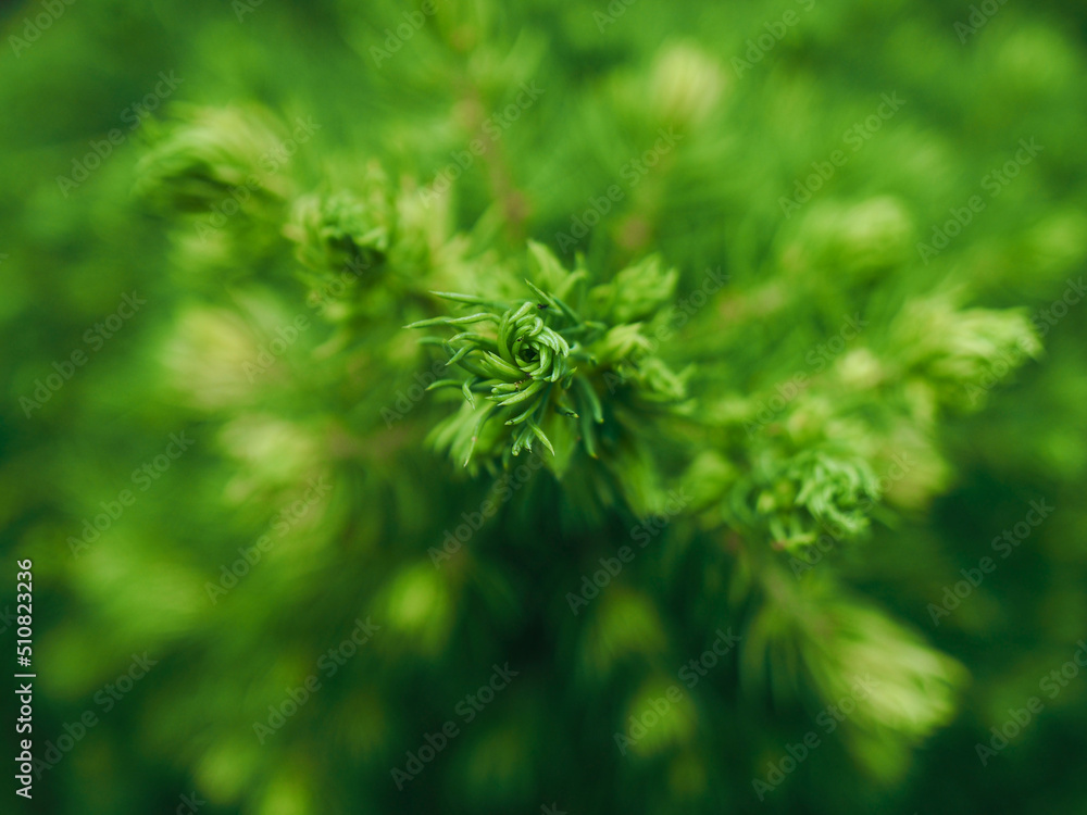 Close-up of a sugarloaf spruce (Picea glauca var. albertiana 'Conica') from above, using as natural background Close-up of a sugarloaf spruce (Picea glauca var. albertiana 'Conica') from above, using as natural background