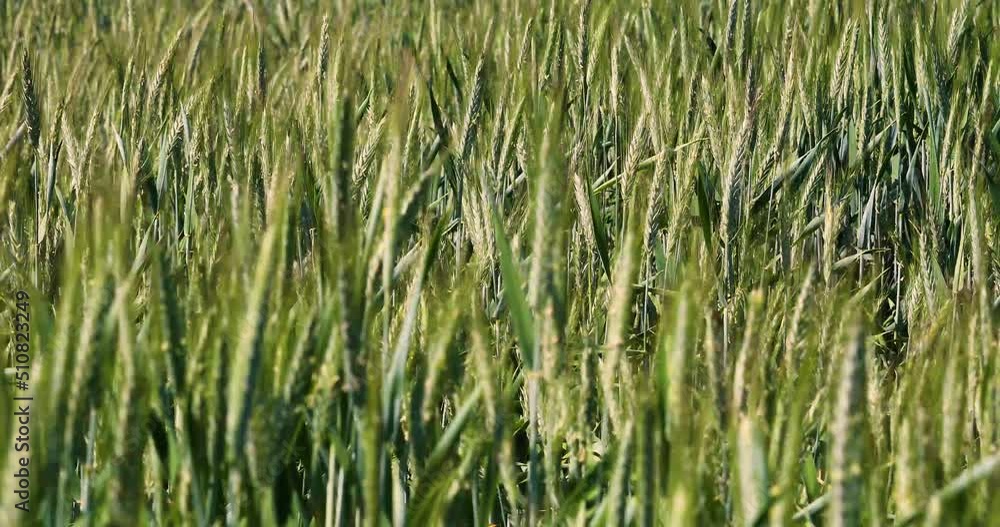 young ears of wheat swaying in the wind. World crisis. Agricultur
young ears of wheat swaying in the wind. World crisis. Agricultur