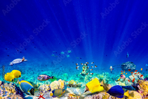 The magnificent underwater world of the Maldives. photo