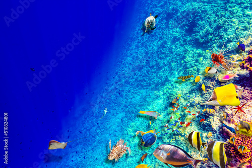 Fototapeta Naklejka Na Ścianę i Meble -  The magnificent underwater world of the Maldives.