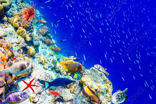 The magnificent underwater world of the Maldives. photo