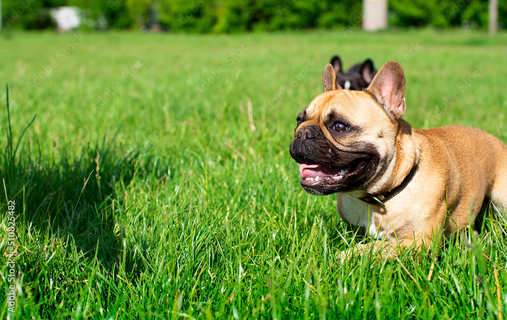 French Bulldog dog. It is yellow. The dog stands on a background of blurred green grass