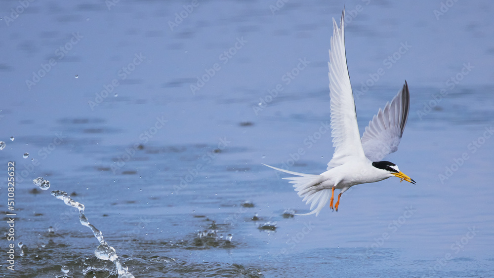 湖の上を飛ぶ海鳥 湖の上を飛ぶ海鳥
