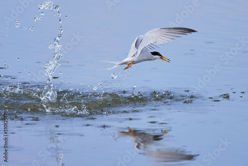 湖の上を飛ぶ海鳥