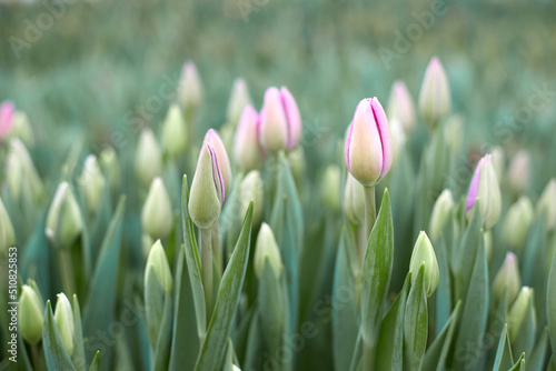 Buds of rose tulips with fresh green leaves in soft lights at blur background. #510825853