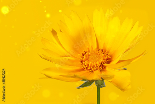 Delicate yellow summer corepsis flower on yellow background with bokeh photo