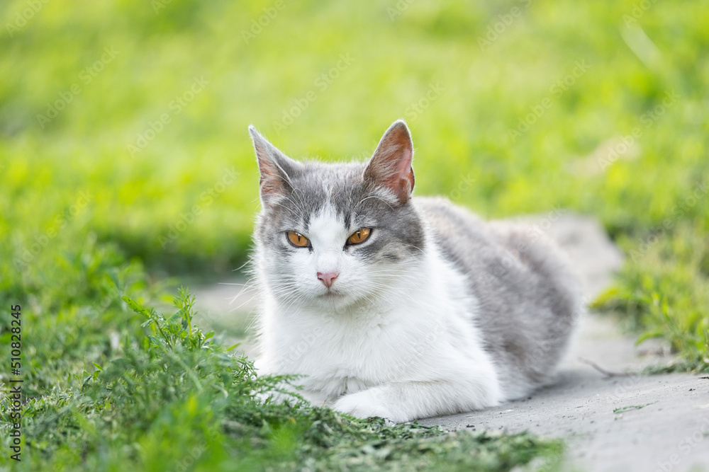 Cute cat playing in the park on rainy day...