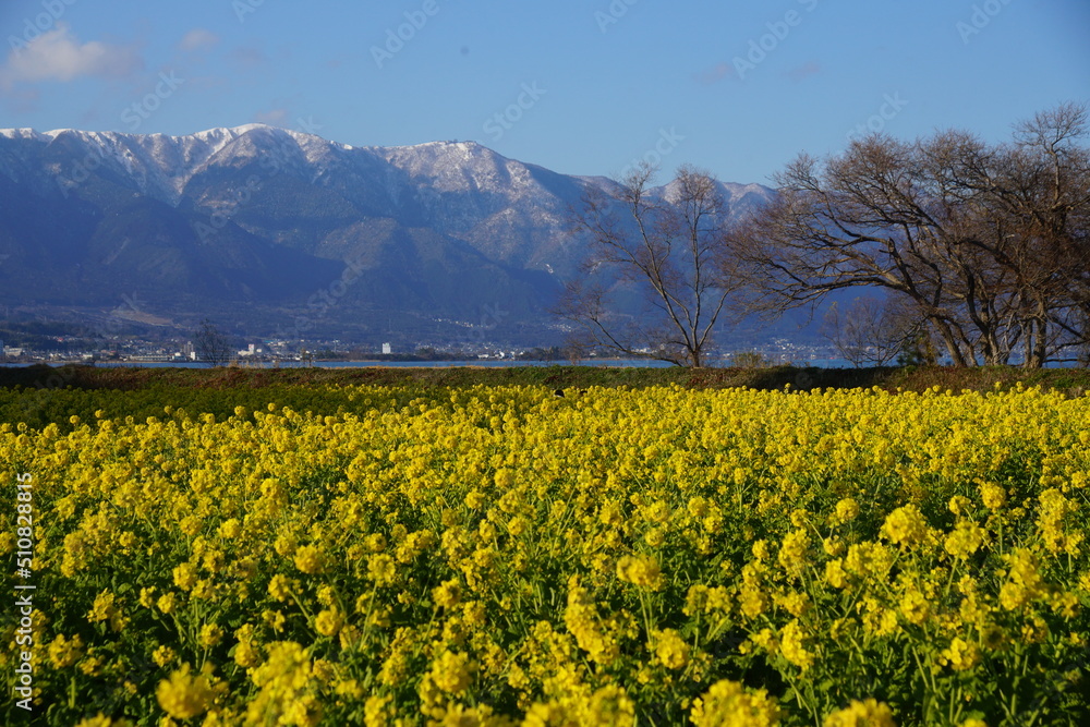 寒咲き菜の花と冠雪した比良山系