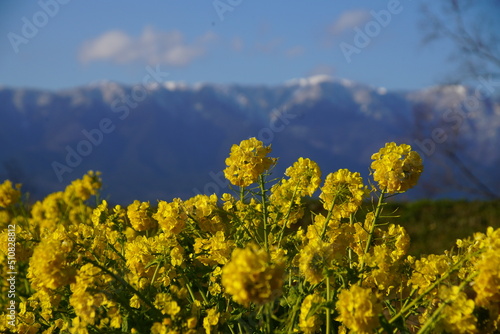 寒咲き菜の花と冠雪した比良山系