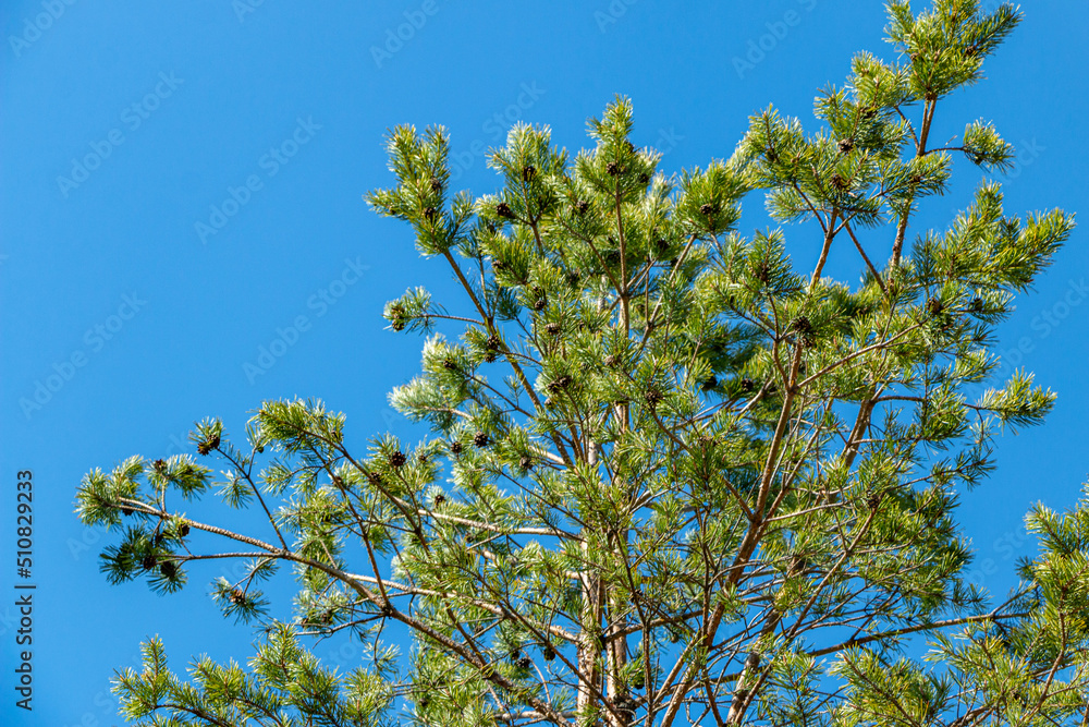 wind in forest sways crowns of trees. Pine and spruce branches with bright green needles against background of blue spring sky. wind in forest sways crowns of trees. Pine and spruce branches with bright green needles against background of blue spring sky.