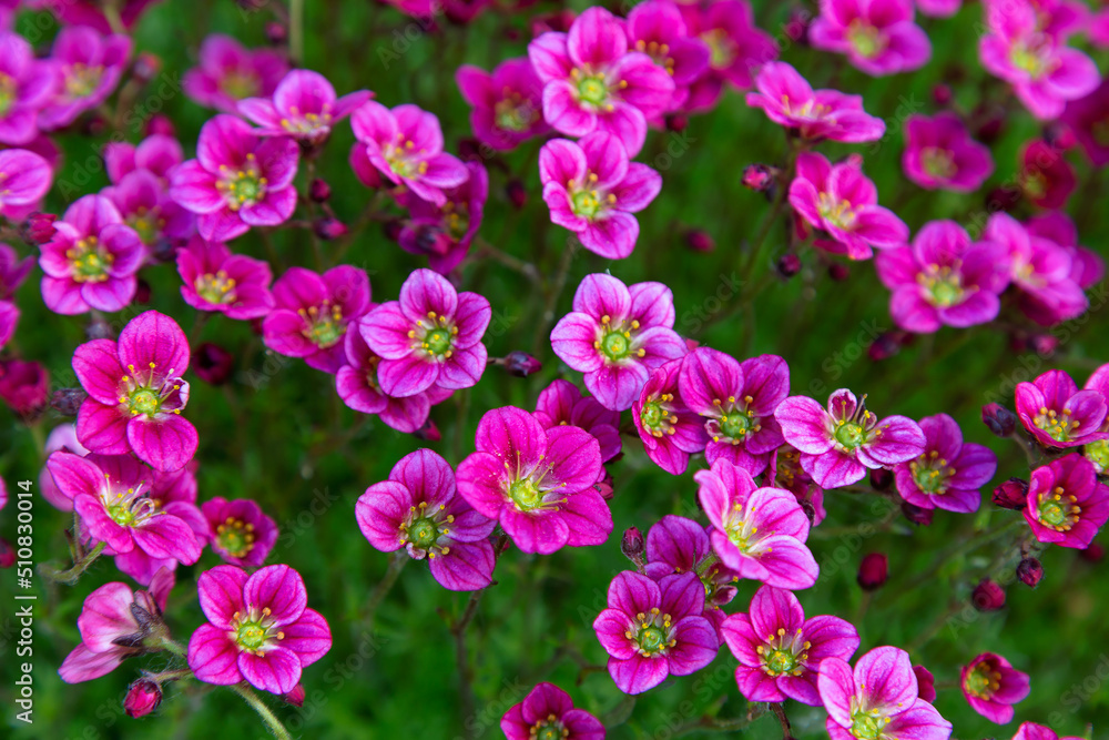 A lot of blooming purple saxifrage flowers, natural background A lot of blooming purple saxifrage flowers, natural background