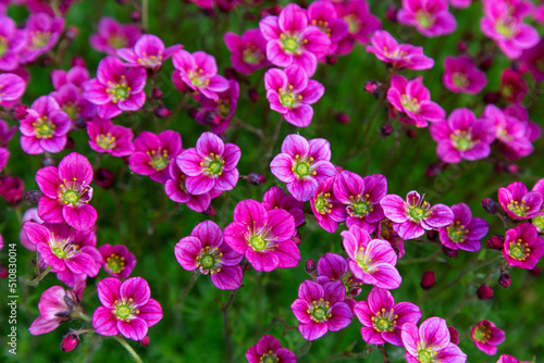 A lot of blooming purple saxifrage flowers, natural background