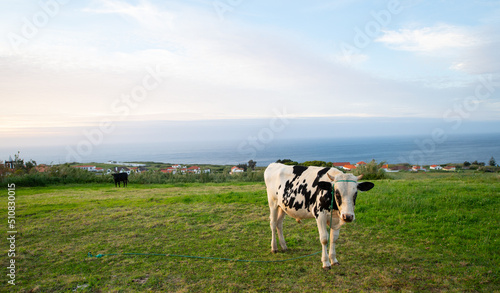 one black and white young holstein cow or older calf tethered in green meadow or field with sunset sky and Atlantic ocean in background shot on the island of Faial in the Azores Portugal horizontal 
