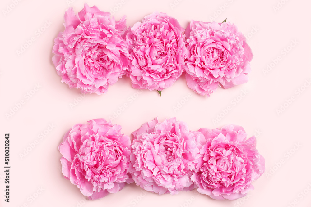 Composition of pink peonies on a pastel pink background. Greeting card mockup Composition of pink peonies on a pastel pink background. Greeting card mockup