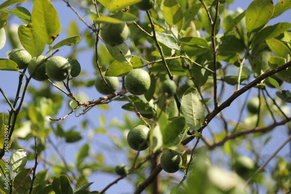 Green Limes on tree on beautiful bunch Green Limes on tree on beautiful bunch