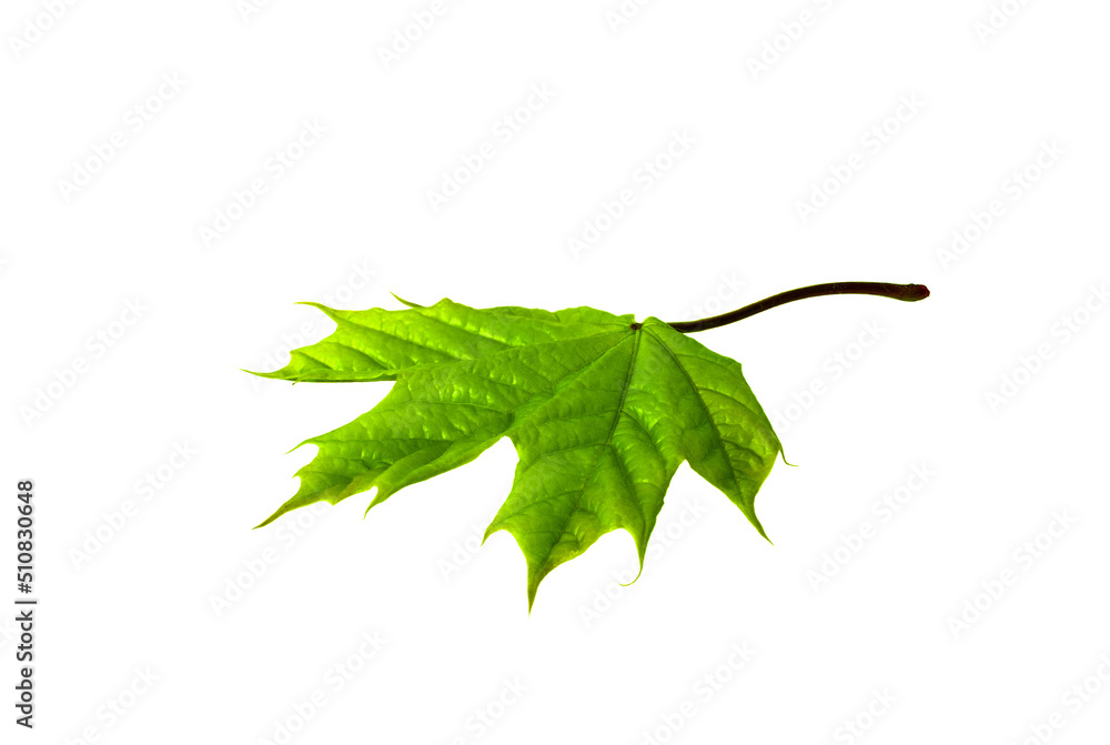 Fototapeta premium Isolated Leaf. Single maple Leaf close up on white background. Design Element