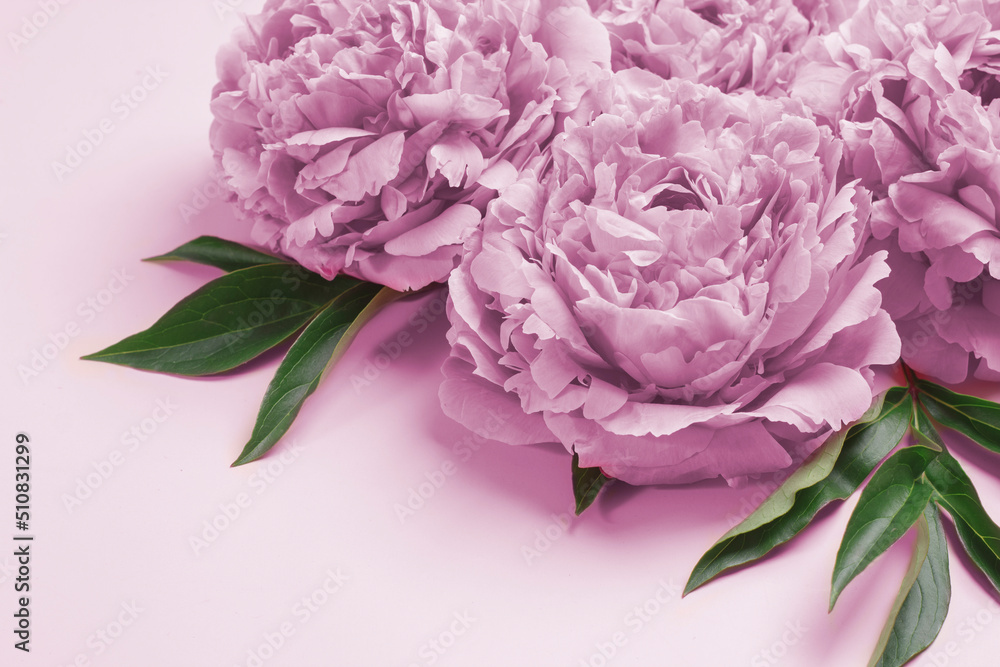 Composition with delicate peony flowers on a pastel pink background. Greetind card mockup Composition with delicate peony flowers on a pastel pink background. Greetind card mockup