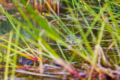 Lake frog is a master of disguise. Long or Wide Shot of a lake frog hiding in the grass of a pond