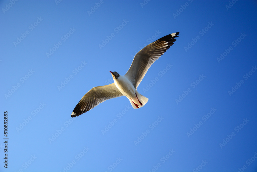 seagull in flight