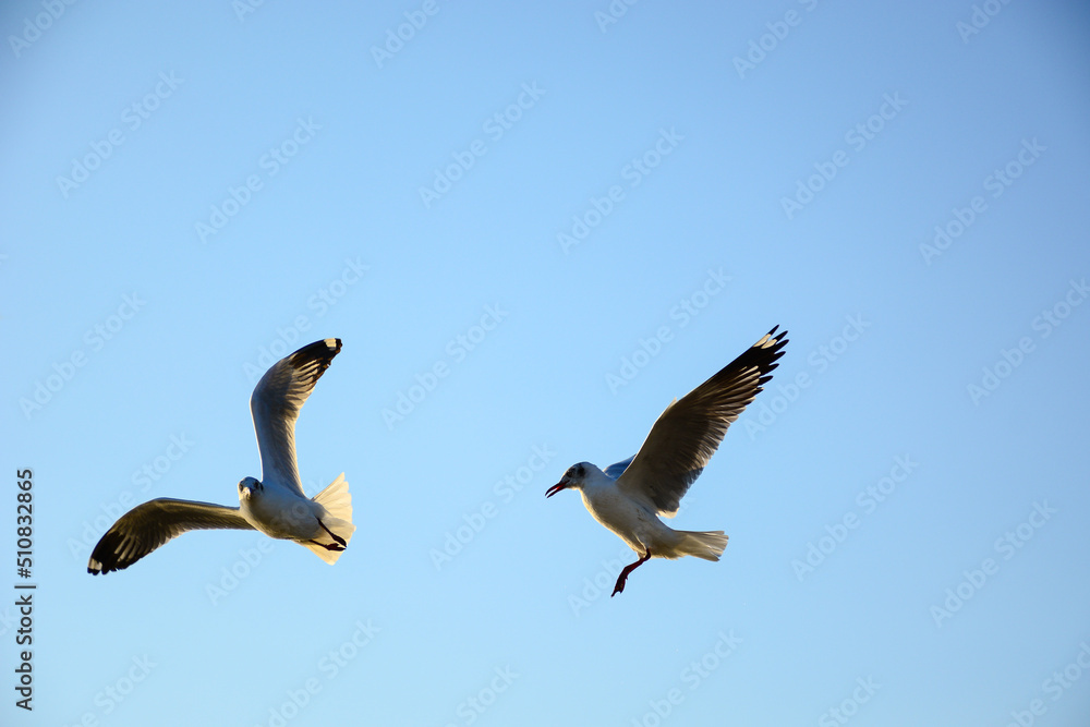 Obraz premium seagull in flight